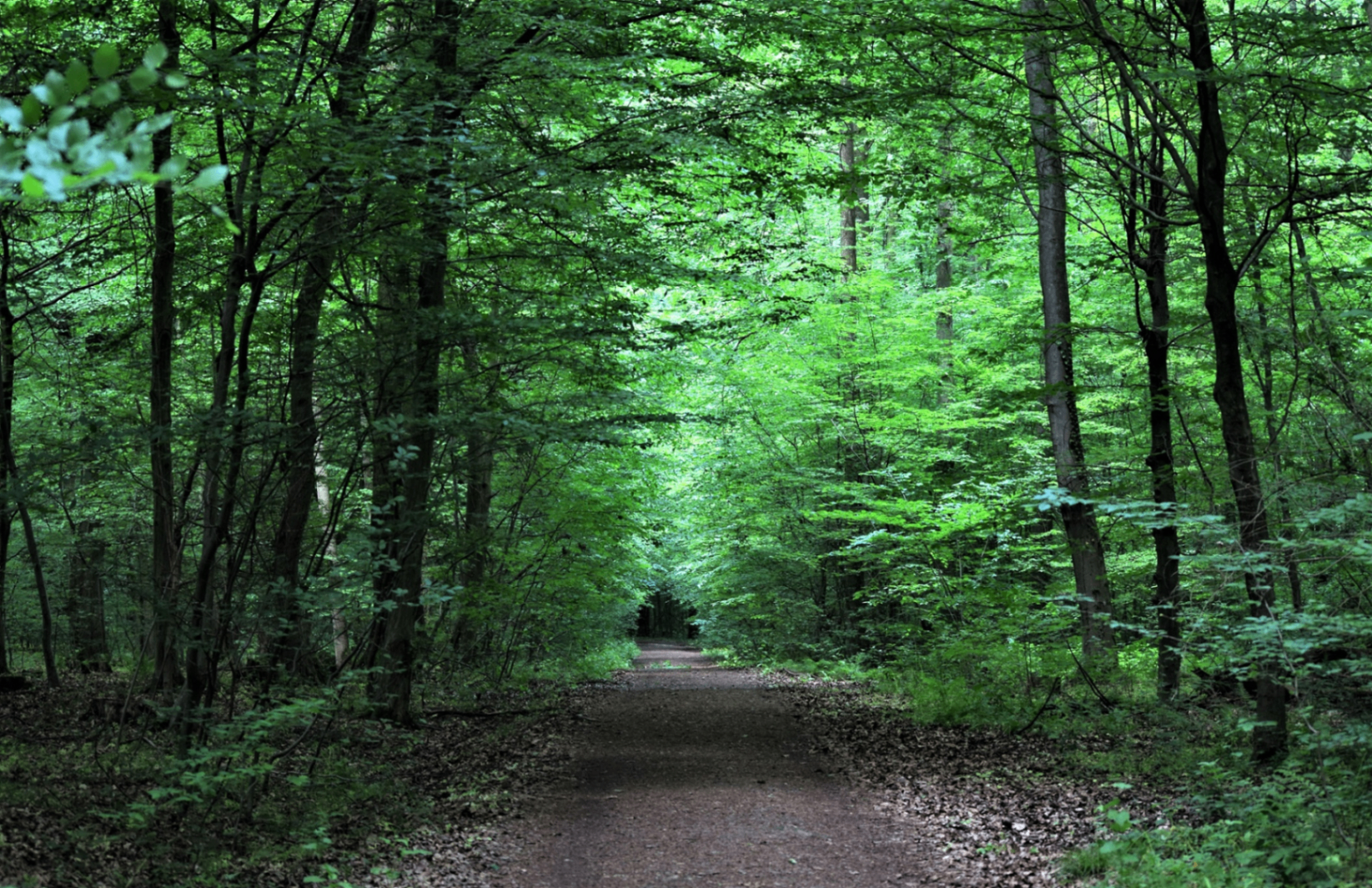 Deutscher Wald